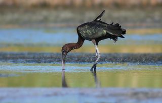 Каравайка.( Plegadis falcinellus)