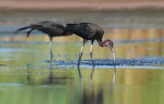 Каравайка.( Plegadis falcinellus)