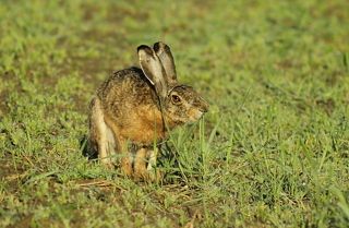 Заяц-русак.(Lepus europaeus)