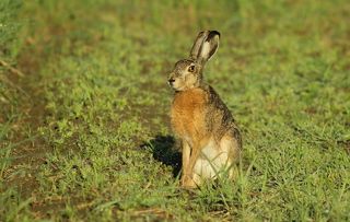 Заяц-русак.(Lepus europaeus)