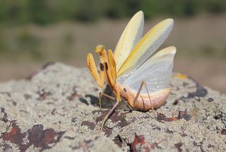 Обыкновенный богомол.(лат. Mantis religiosa)