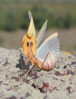 Обыкновенный богомол.(лат. Mantis religiosa)