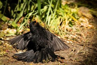 Солнечные ванны