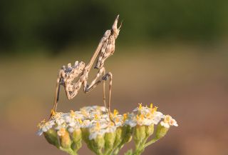 Эмпуза полосатая (лат. Empusa fasciata)