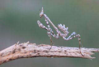 Эмпуза полосатая (лат. Empusa fasciata)