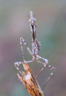Эмпуза полосатая (лат. Empusa fasciata)