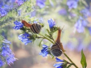 - Мы тоже любим цветы, значит мы - бабочки!