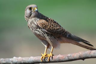 Обыкнове́нная пустельга́ (лат. Falco tinnunculus)