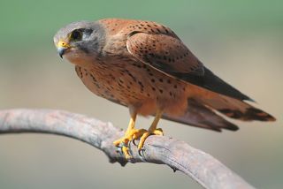 Обыкнове́нная пустельга́ (лат. Falco tinnunculus)