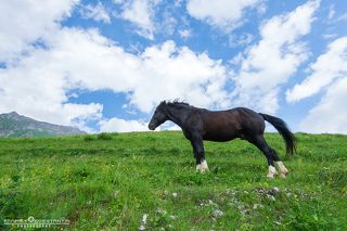 Wild horses of Mountain Saniba