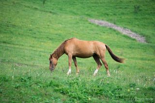 Wild horses of Mountain Saniba