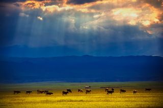 Собираясь домой, заблеяли овцы, замычали коровы, и эти звуки были подхвачены кларнетом, гобоем и басовитым фаготом.