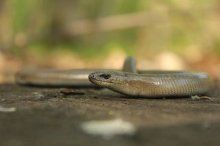 Ло́мкая верете́ница, или медяни́ца (лат. Anguis fragilis)