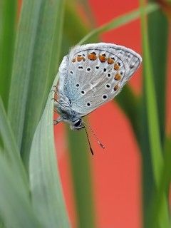 голубянка на красном