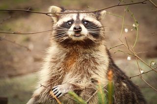 Что за веточки.