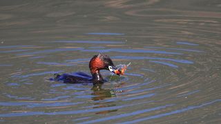 Пора загадывать желание