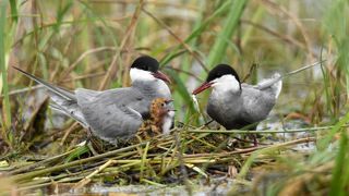 Сейчас меня покормят, сейчас меня покормят... !