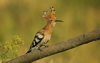 Удод.(лат. Upupa epops).