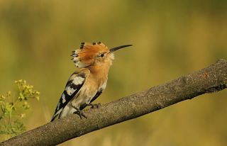 Удод.(лат. Upupa epops).