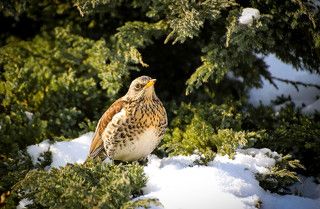 Неожиданная встреча