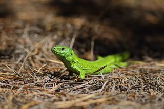 Прыткая ящерица - Lacerta agilis (Linnaeus 1758)