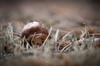 ..успею стать большим?