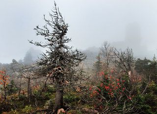 В начале валуны не настолько велики и идти довольно сносно. Попадают небольшие пятачки сказочного леса на ровных площадках. Ощущение будто поднимаешься к логову дракона, настолько причудливых форм и красок деревья вокруг, да и сама каменистая осыпь, с расставлеными тут и там останцами(кусками скалы), в густых облаках смотрится устрашающе.