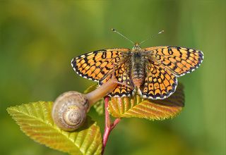 Вот такой интересный и забавный момент удалось увидеть.Улитка ощупывала бабочку,а та совершенно не сопротивлялась.))