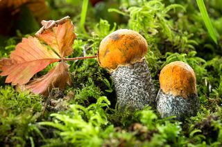 Подосиновички