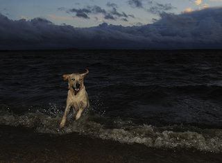 Мой пёс, кроме того что поёт, ещё и великий купальщик!