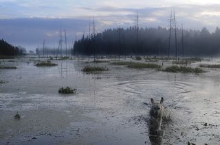 ни фига, ни разу не охотник