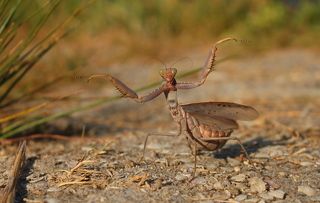 Богомол древесный среднеазиатский (лат. Hierodula tenuidentata)