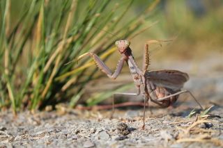 Богомол древесный среднеазиатский (лат. Hierodula tenuidentata)