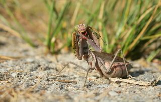 Богомол древесный среднеазиатский (лат. Hierodula tenuidentata)