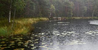 Дождливый день...