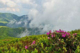 Карпатский родедендрон червона рута