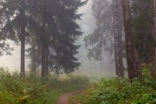 Велосипед ехал не к выходу из парка...а вглубь....