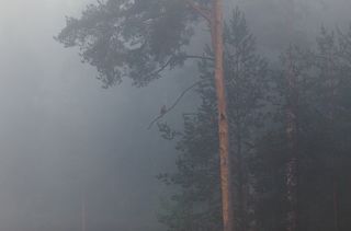 И обитатели Павловска заманивали в его туманные леса...