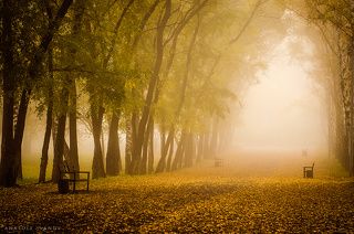 Туман в осеннем парке