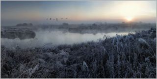 Летят утки.... и 2 гуся :)