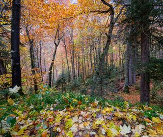 Панорама вариант2