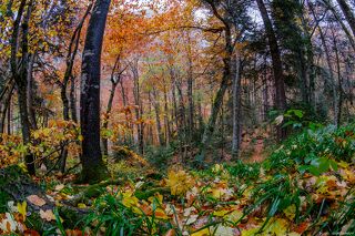 Фишайный вариант