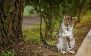 Я спокоен и безмятежен, как цветок лотоса у подножия храма истины.