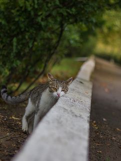 Цветок лотоса... у подножия... я был так близок...протянуть руку, кхм лапу...