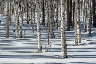 Ранняя весна в Буробае (Боровое, Казахстан, март-апрель)