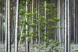 Ранняя весна на Урале (где-то по дороге между Екатеринбургом и Краснотурьинском, конец мая)