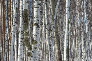 Ранняя весна в Буробае (Боровое, Казахстан, март-апрель)
