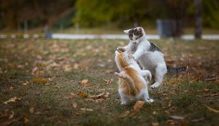 У вас тут комар сидел!