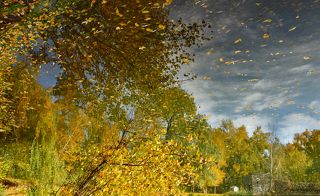 Когда летят по небу листья...