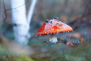 Чувак в большой шляпе